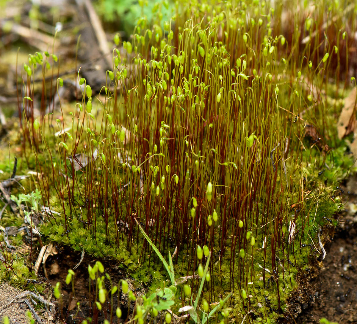 Изображение особи род Bryum.