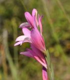 Gladiolus triphyllus. Верхушка соцветия. Республика Кипр, мыс Акама, лес Акама (Ακρωτήριο Ακάμας, Δάσος του Ακάμα), 350 м н.у.м. 27.04.2019.