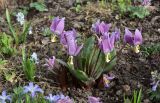 Erythronium sibiricum