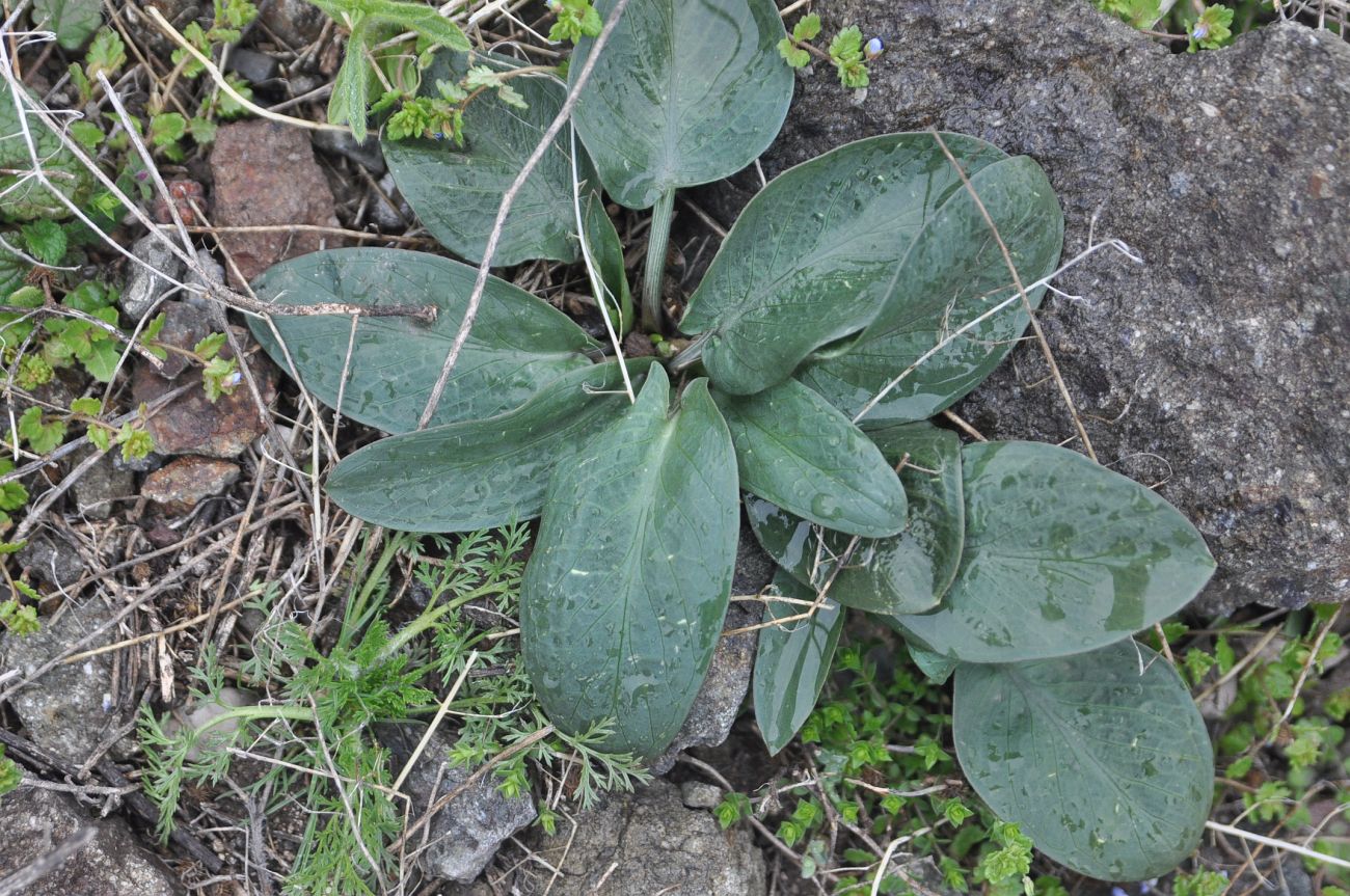 Image of Eminium rauwolffii specimen.