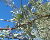 Elaeagnus angustifolia. Часть ветви с побегами с бутонами. Тверская обл., г. Тверь, Заволжский р-н, набережная Афанасия Никитина, парк около Речного вокзала, в культуре. 19 мая 2019 г.