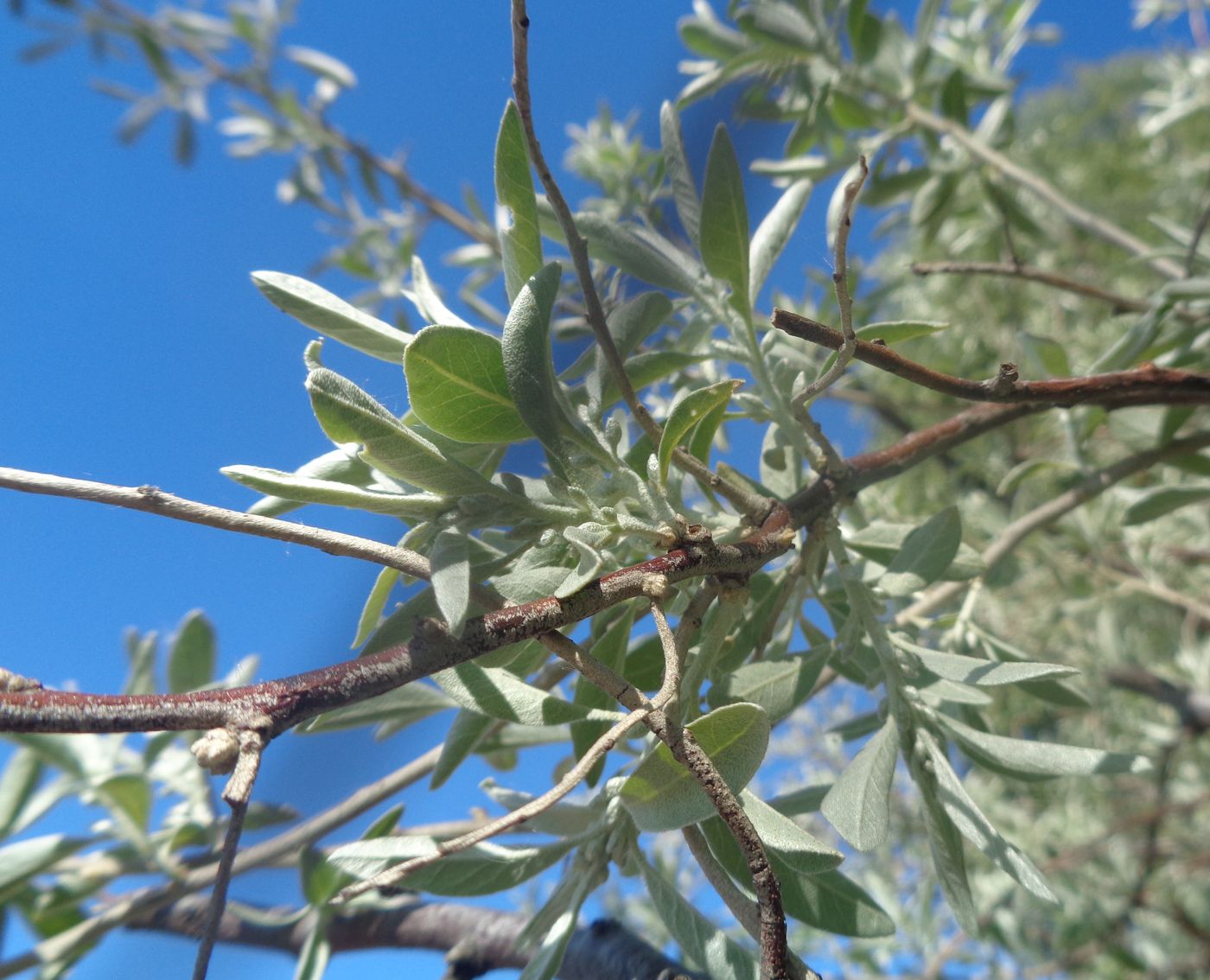 Image of Elaeagnus angustifolia specimen.