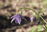 Aquilegia ecalcarata. Верхняя часть побега с цветком и бутонами. Костромская обл., Судиславский р-н, дер. Антипино, в культуре. 29.05.2019.