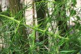 Asparagus verticillatus. Часть стебля с ветвями. Узбекистан, г. Ташкент, Ботанический сад им. Ф.Н. Русанова. 08.06.2019.