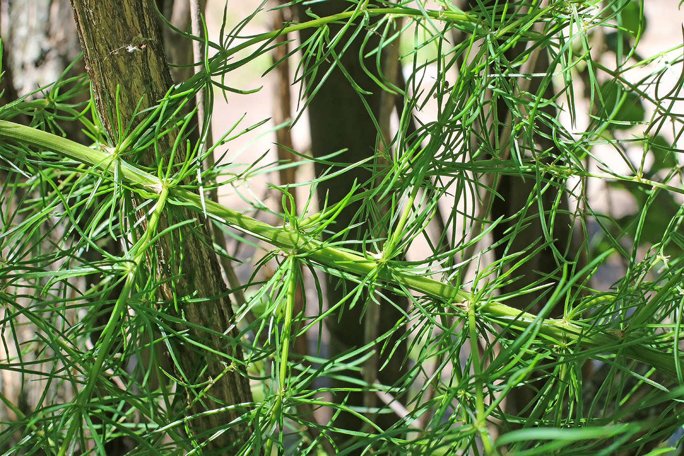 Image of Asparagus verticillatus specimen.