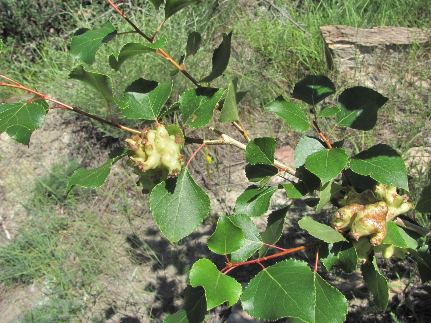 Image of Populus nigra specimen.