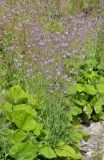 Lactuca tatarica