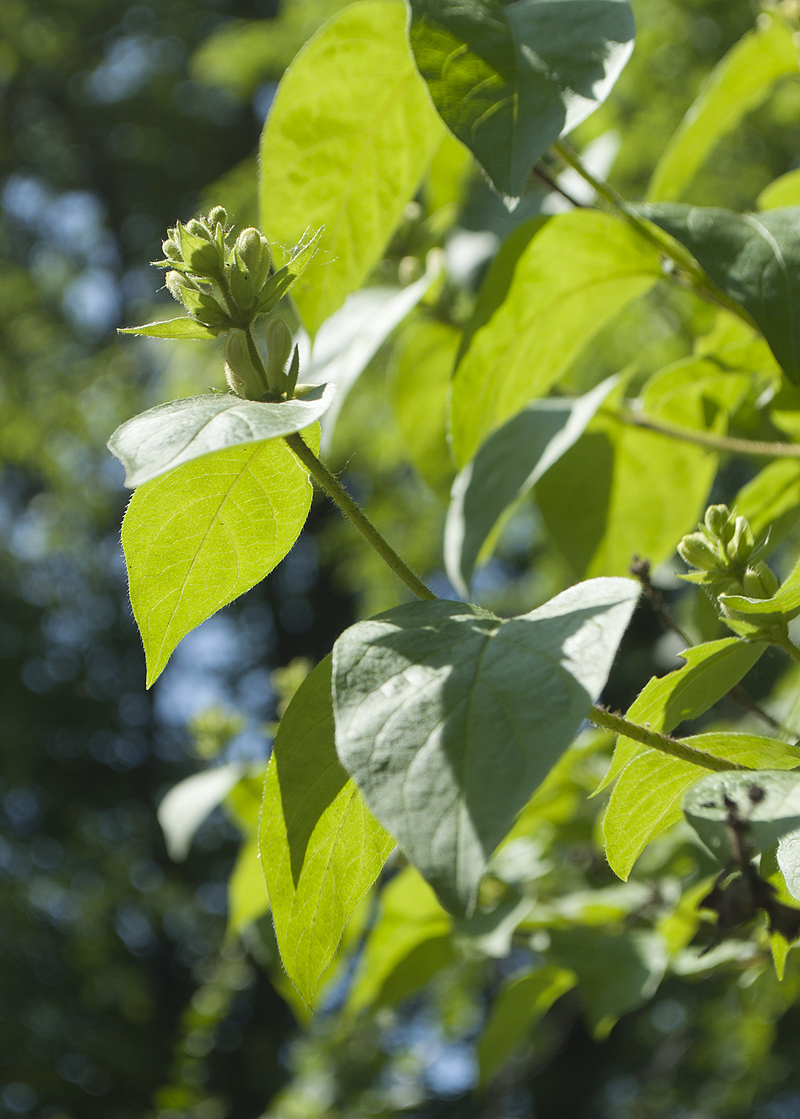 Image of Lonicera ferdinandi specimen.