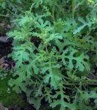 Senecio viscosus