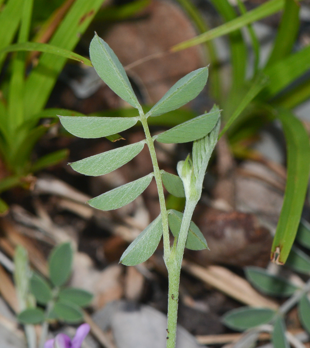 Изображение особи Tephrosia uniflora.