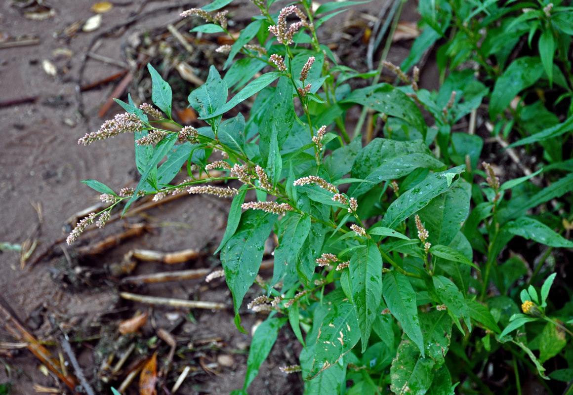 Image of Persicaria lapathifolia specimen.