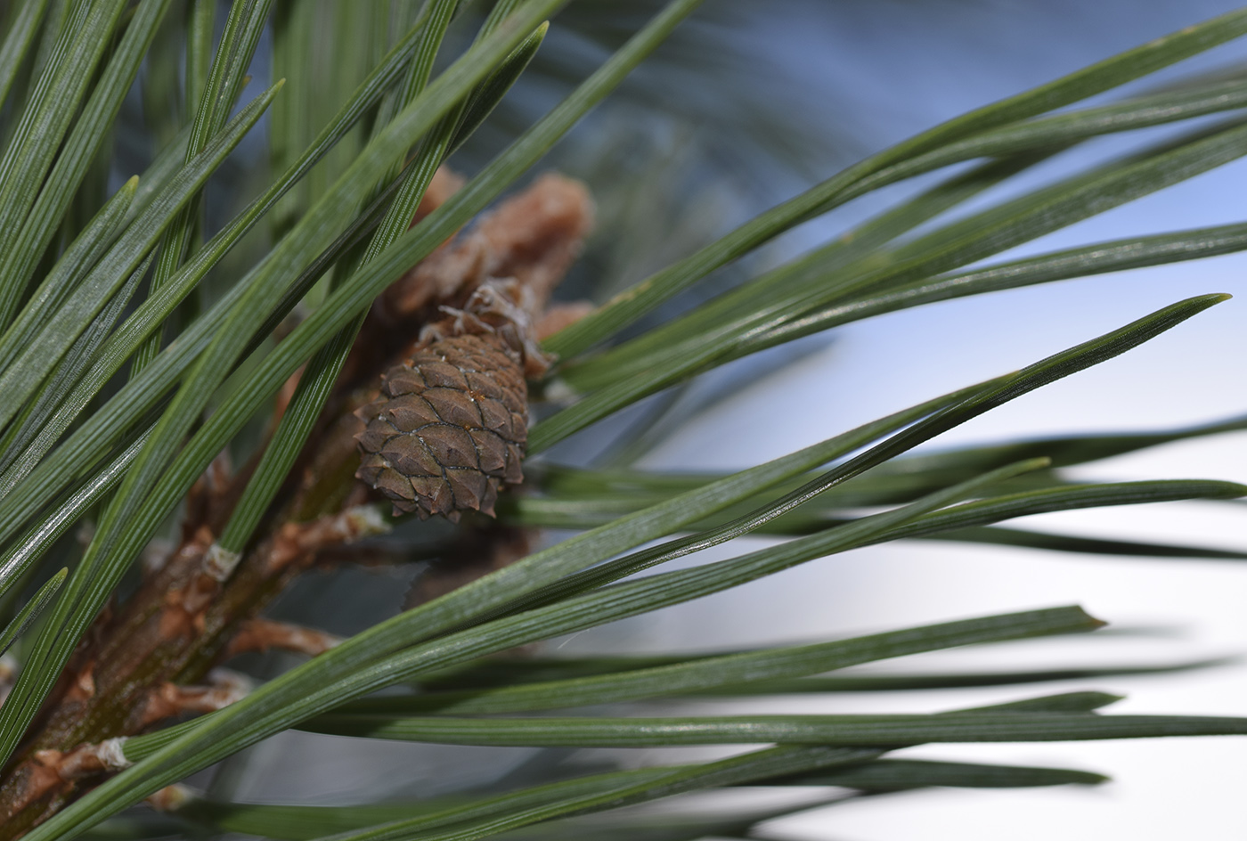 Image of Pinus uncinata specimen.