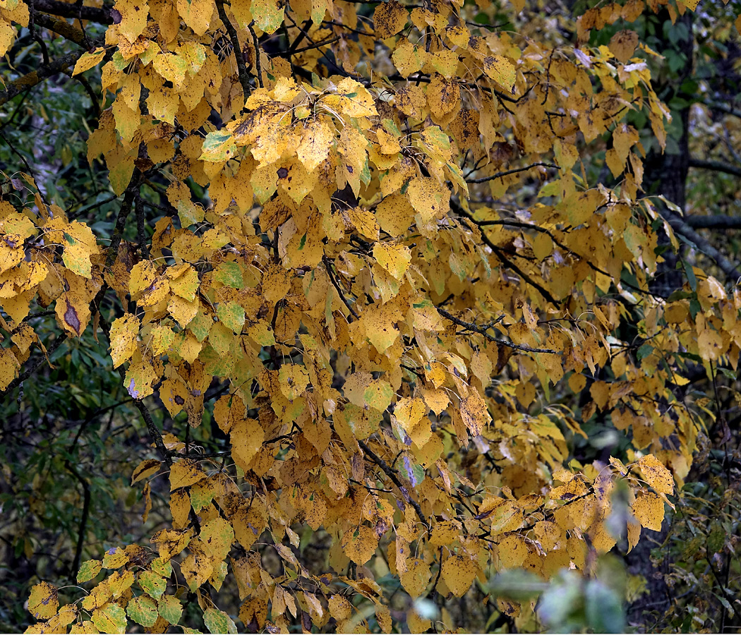 Изображение особи Populus tremula.