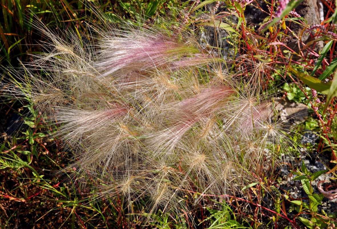 Image of Hordeum jubatum specimen.