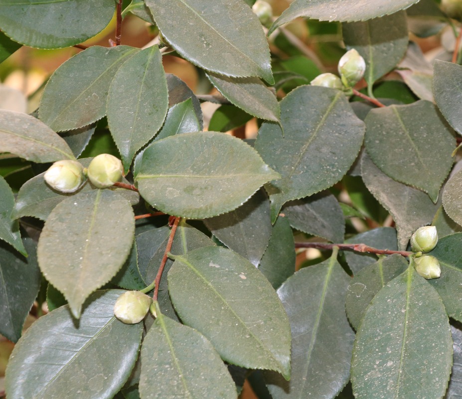 Image of Camellia japonica specimen.