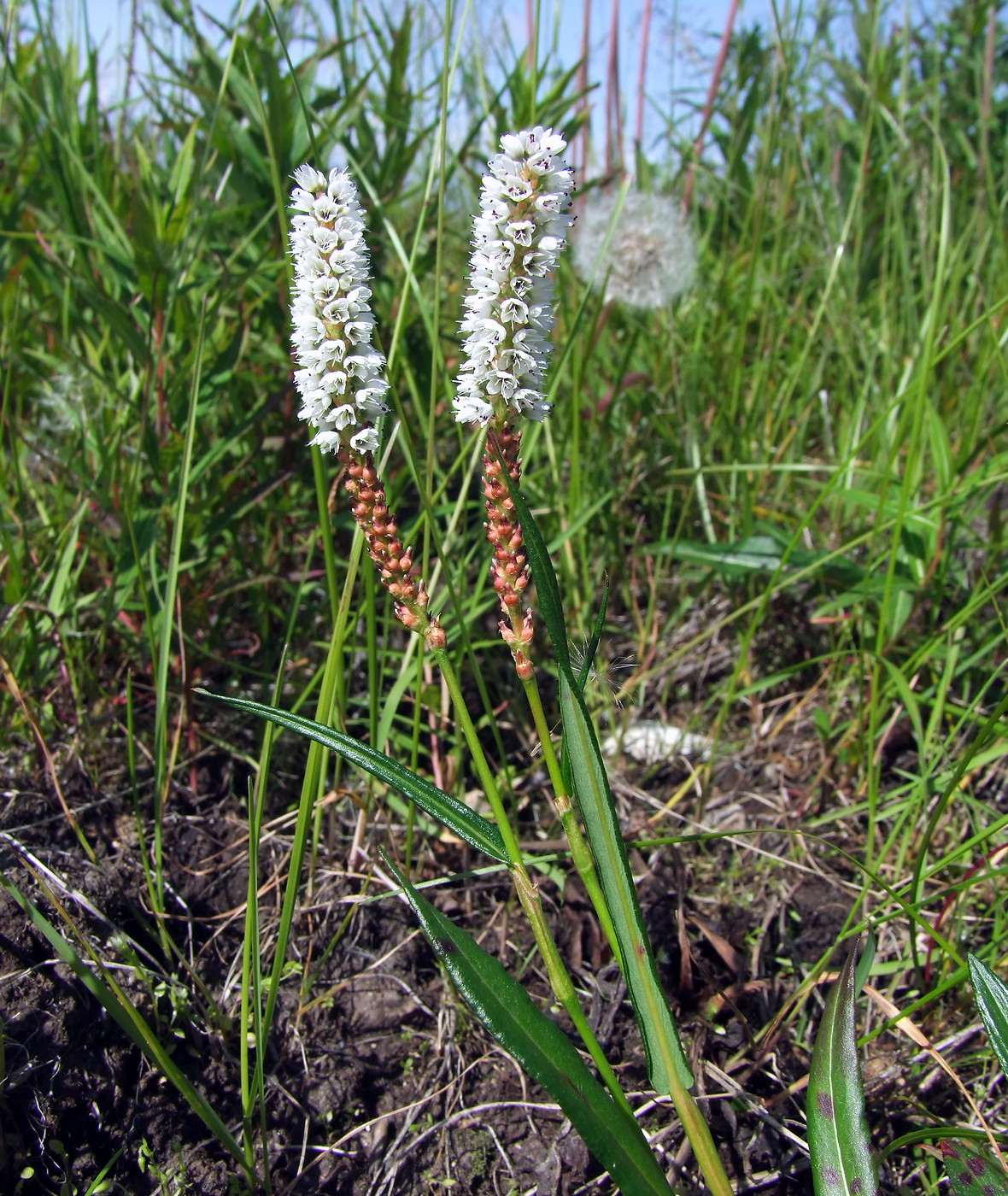 Image of Bistorta vivipara specimen.