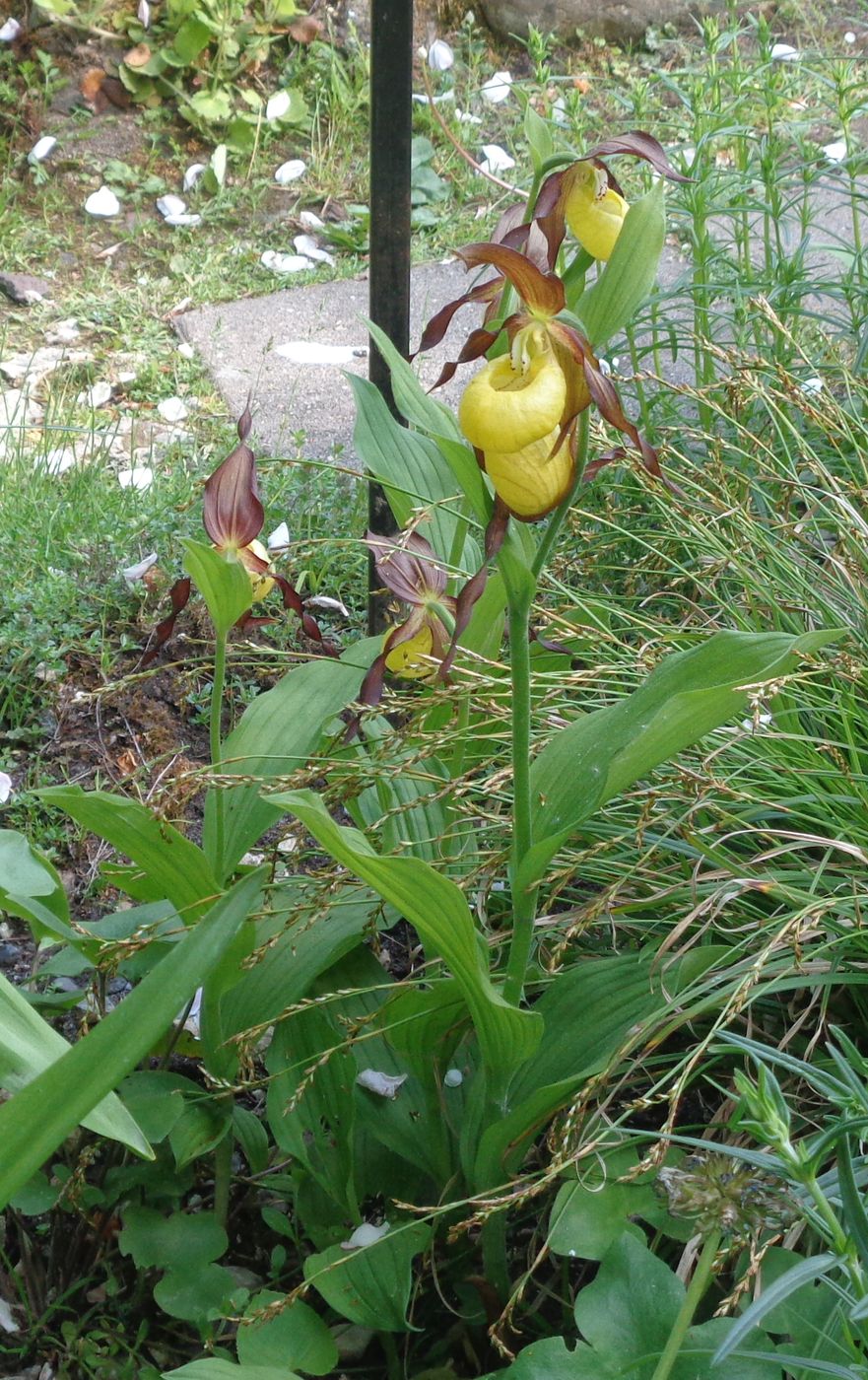 Изображение особи Cypripedium calceolus.