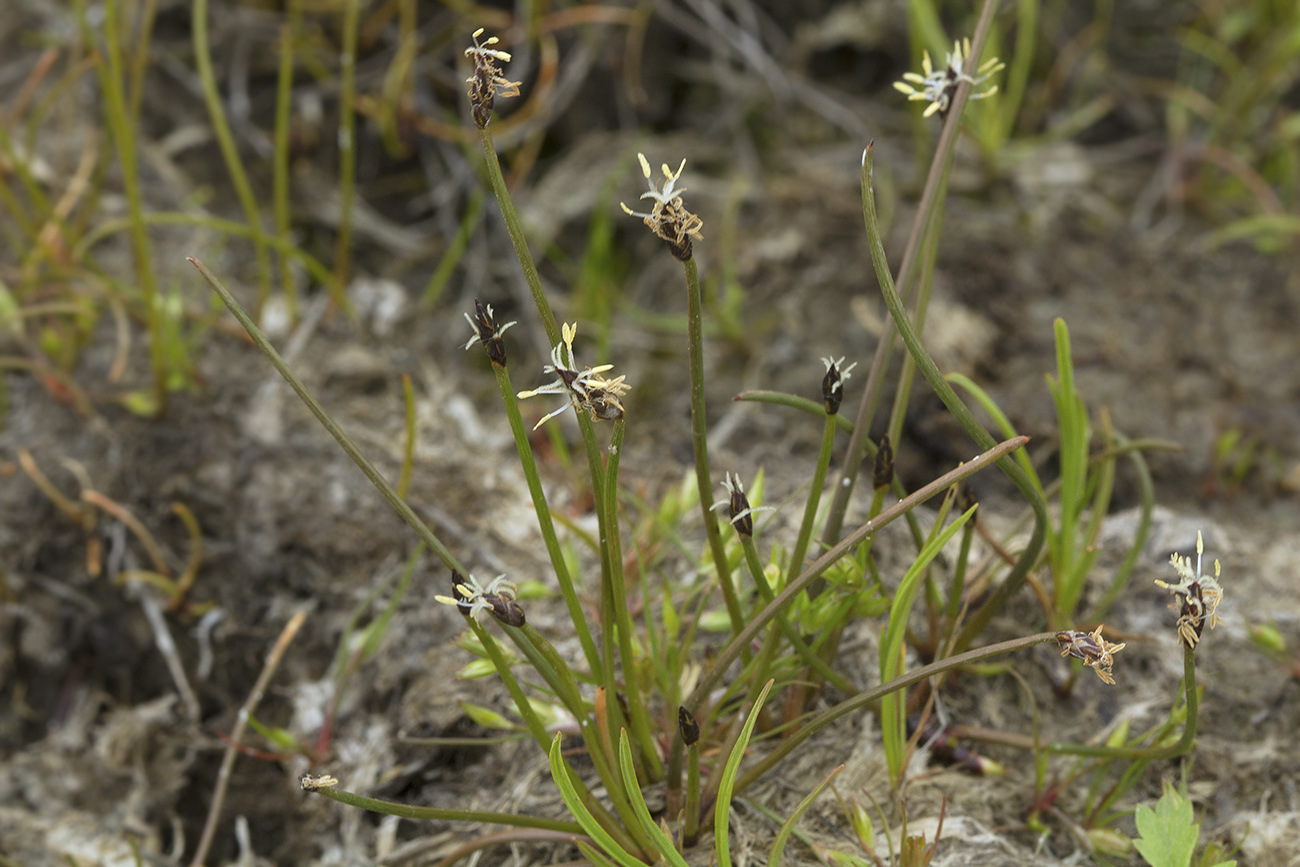 Изображение особи Eleocharis yokoscensis.