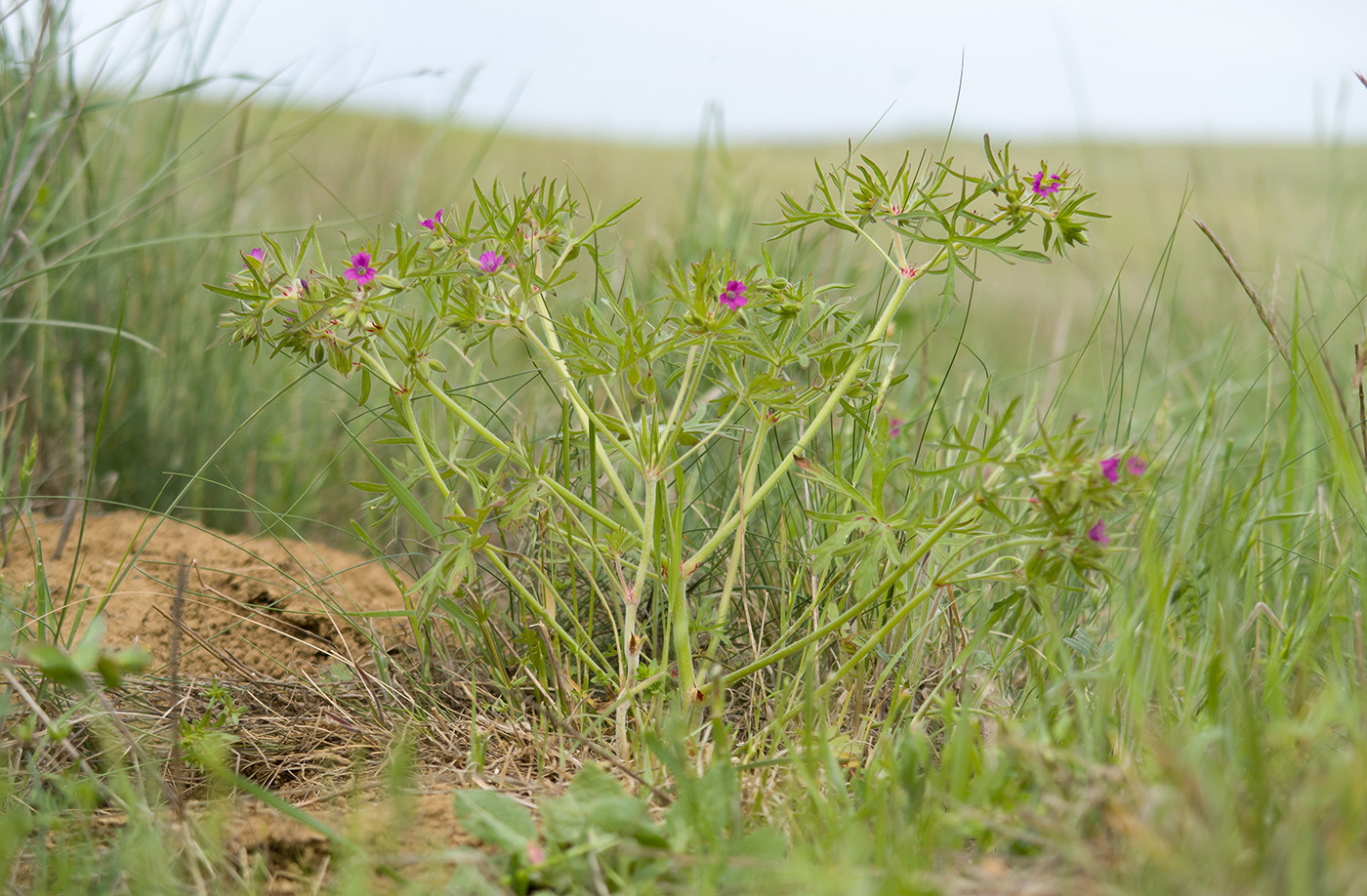 Изображение особи Geranium dissectum.