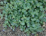 Mertensia maritima