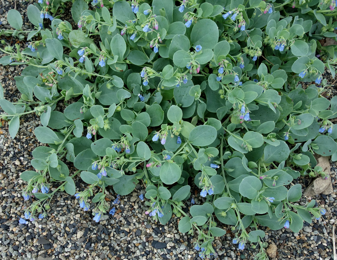 Image of Mertensia maritima specimen.