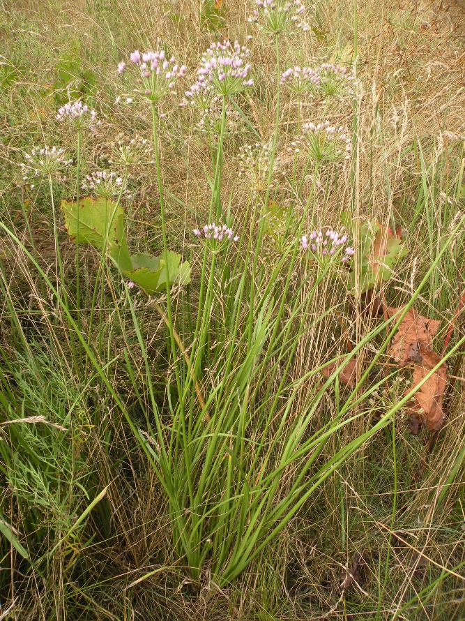 Изображение особи Allium angulosum.