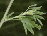 Medicago falcata