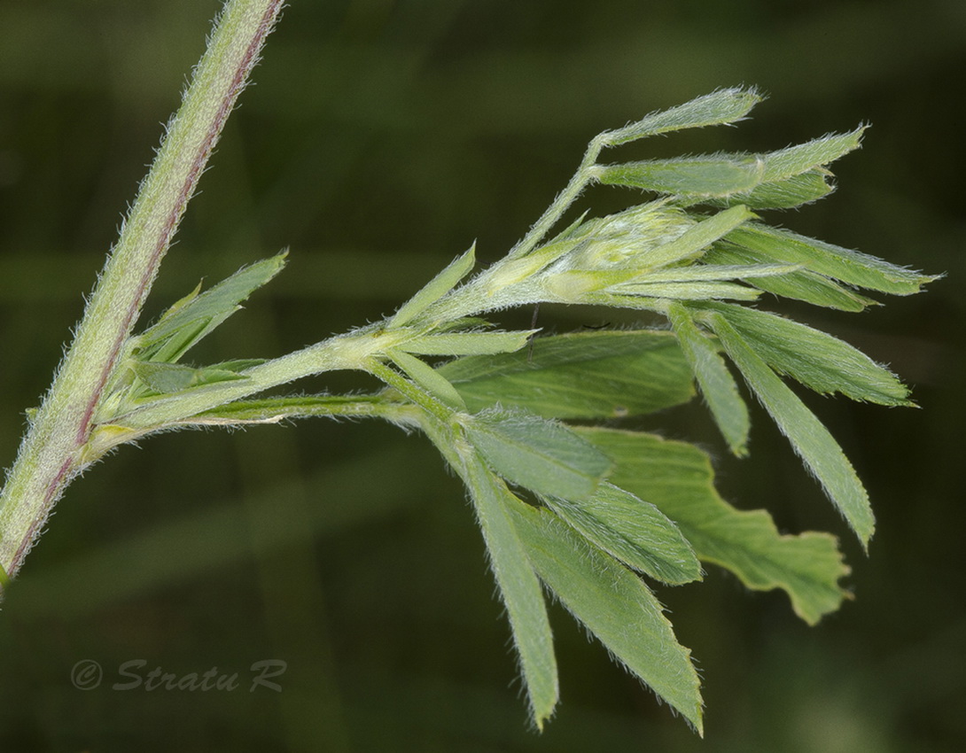 Изображение особи Medicago falcata.