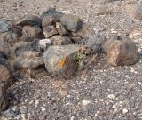 Euphorbia regis-jubae