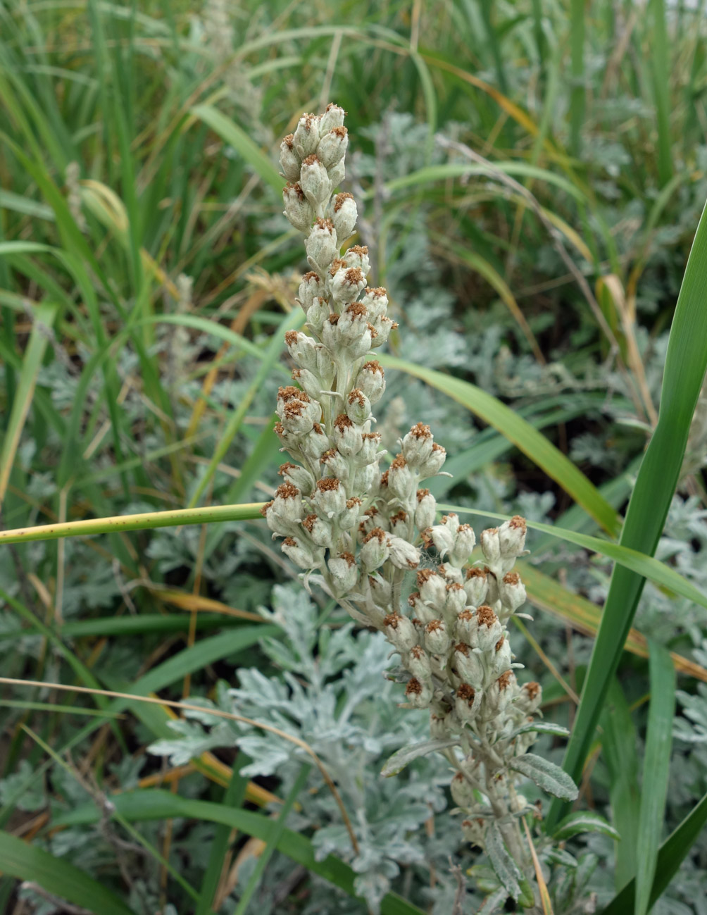 Изображение особи Artemisia stelleriana.