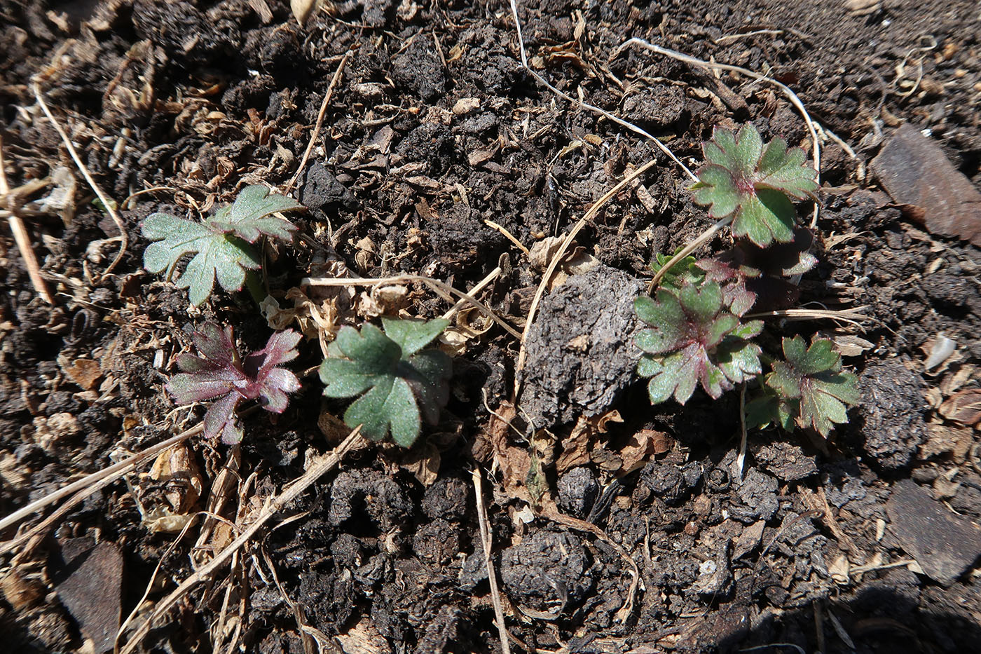 Изображение особи Delphinium cheilanthum.