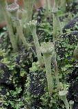 Cladonia fimbriata. Верхушки подециев с пикнидиями. Кировская обл., окр. г. Кирово-Чепецк, смешанный лес, на полуразложившейся древесине. 18.05.2017.