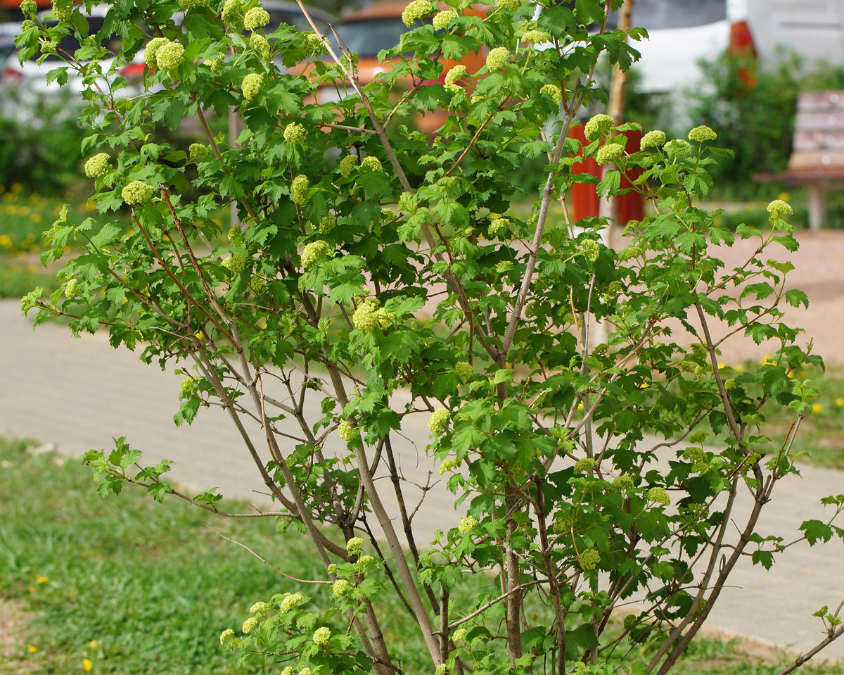 Изображение особи Viburnum opulus f. roseum.