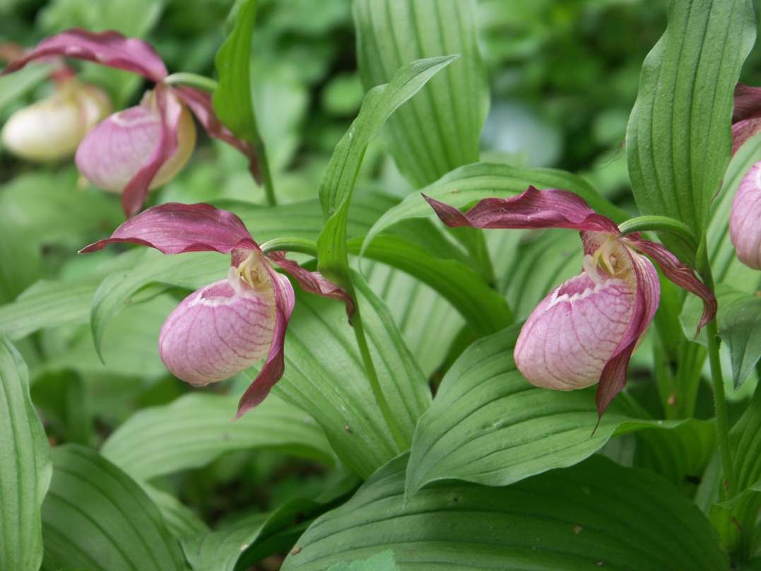 Image of Cypripedium &times; ventricosum specimen.