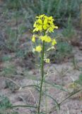 Erysimum canescens. Верхушка побега с цветками и плодами. Кыргызстан, Иссык-Кульская обл., восточная окр. с. Бостери, территория спортивно-оздоровительного лагеря КазНУ им. аль-Фараби. 31.05.2019.