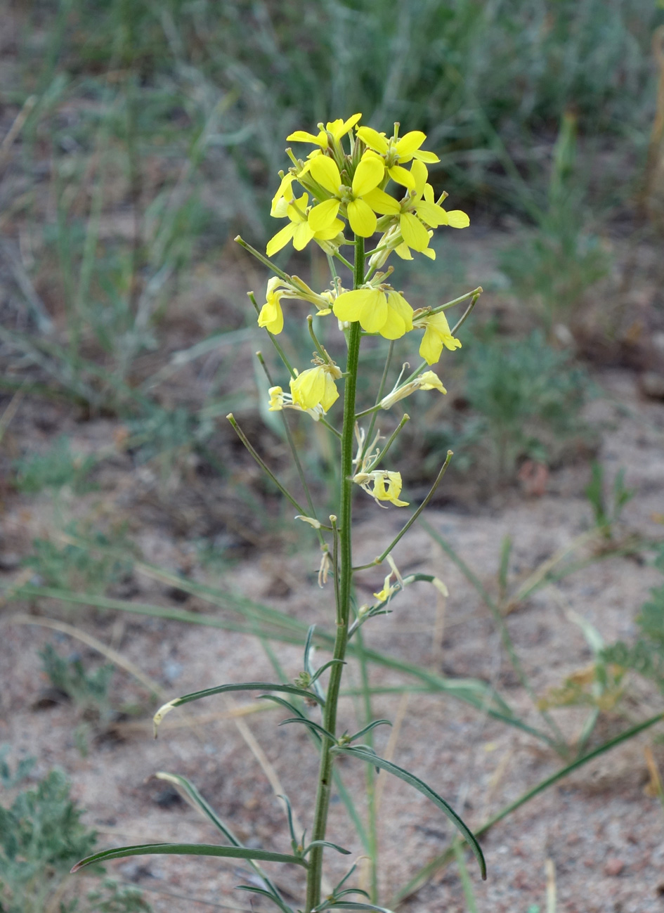 Image of Erysimum canescens specimen.