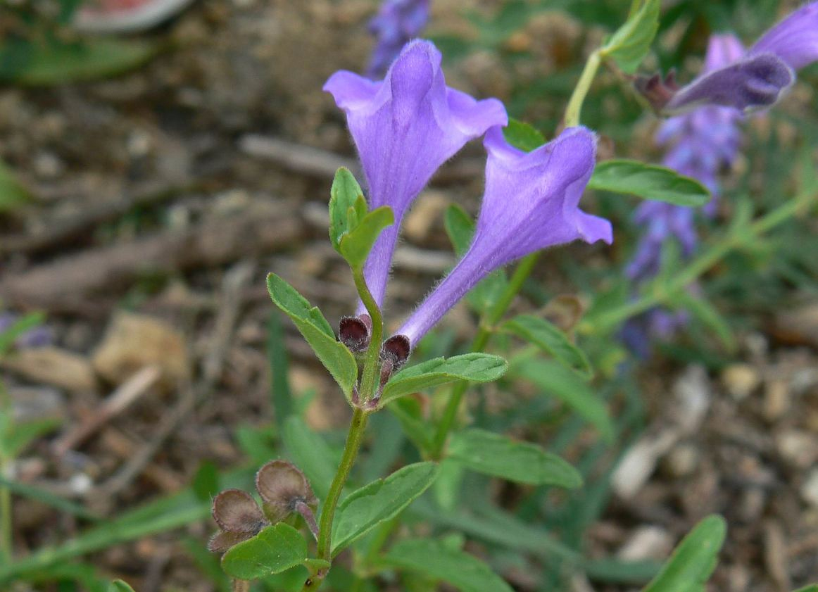 Изображение особи Scutellaria scordiifolia.