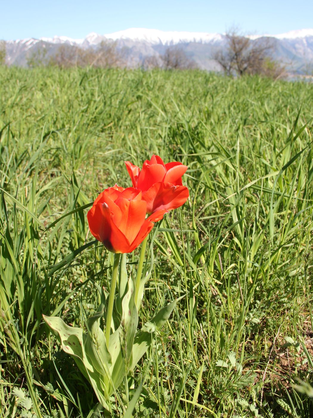 Изображение особи Tulipa greigii.