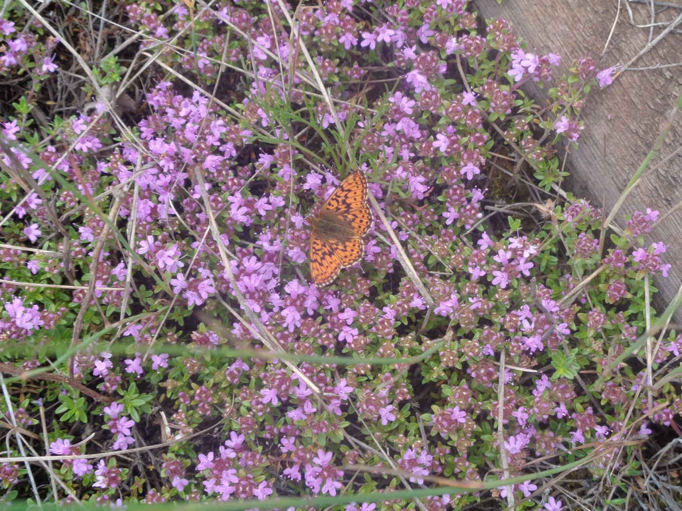 Image of Thymus serpyllum specimen.