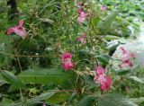 Impatiens glandulifera. Верхушки побегов с цветками и плодами. Приморский край, г. Артём, р-н Артёмовской ТЭЦ, берег озера. 31.08.2019.