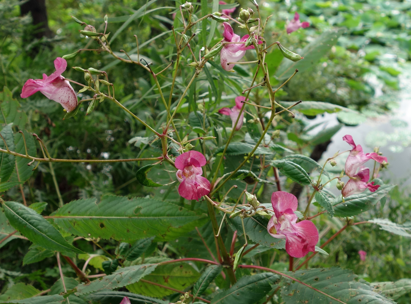 Image of Impatiens glandulifera specimen.