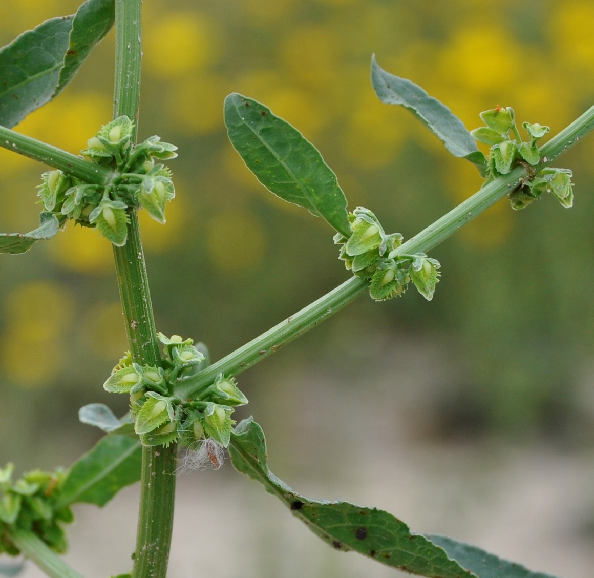 Image of Rumex pulcher specimen.