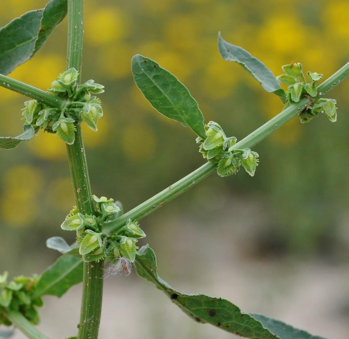 Изображение особи Rumex pulcher.