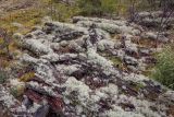 род Cladonia