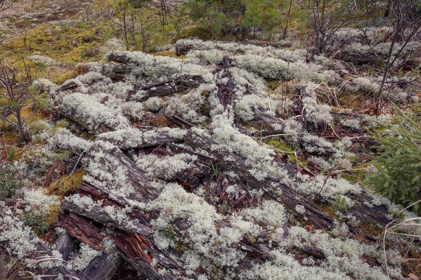 Изображение особи род Cladonia.