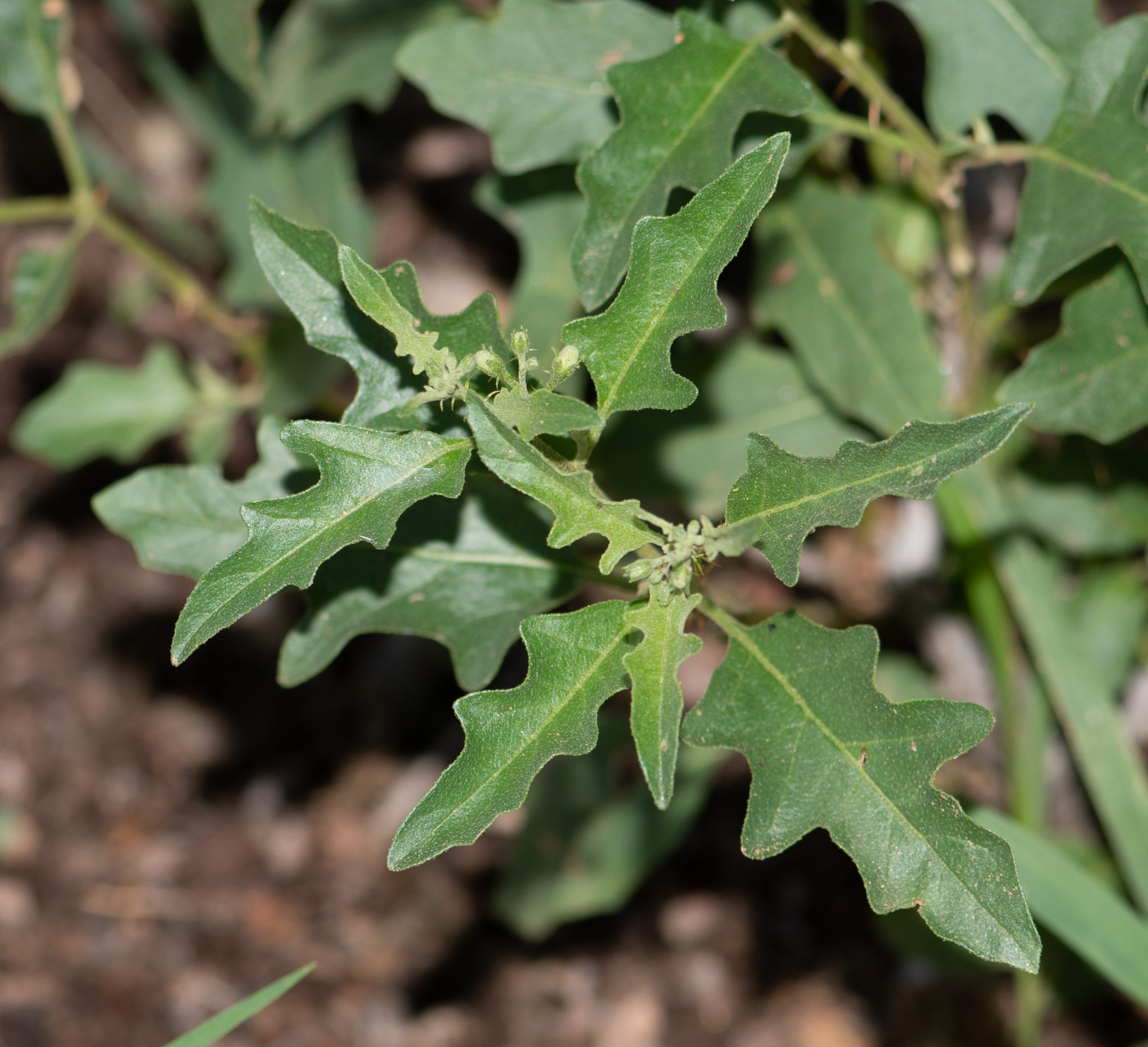 Изображение особи Solanum capense.