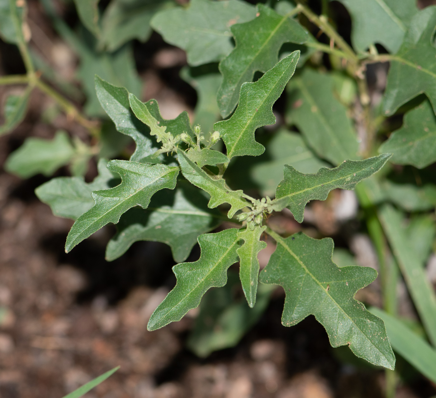 Изображение особи Solanum capense.