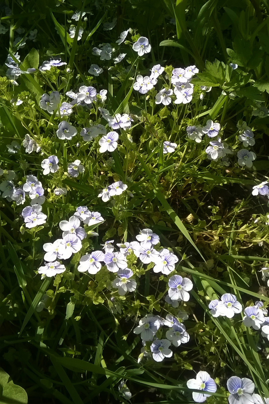 Изображение особи Veronica filiformis.