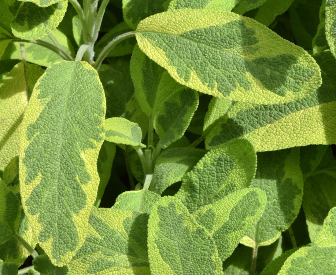 Image of Salvia officinalis specimen.