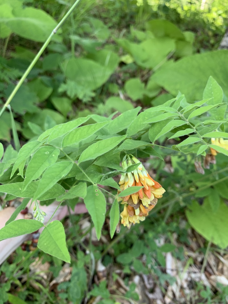 Image of Vicia crocea specimen.